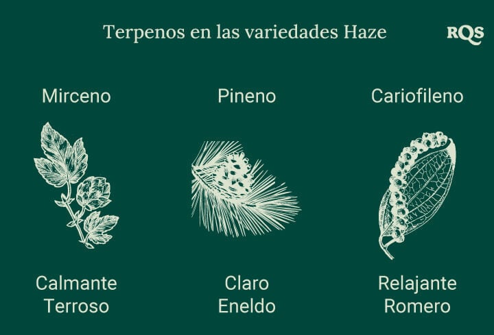 Gráfico que muestra tres terpenos en las variedades de cannabis Haze, cada uno asociado con una ilustración de planta. Los efectos como relajación, aumento de energía y concentración se enumeran a continuación.