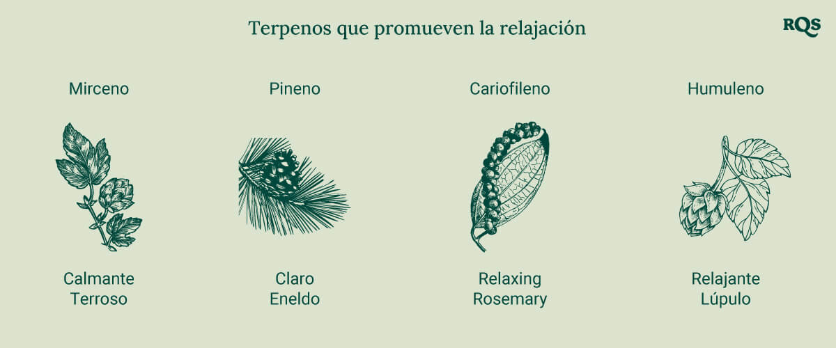 Un diagrama que muestra los terpenos relajantes, incluyendo Mirceno, Pineno, Cariofileno y Humuleno, listados alfabéticamente con imágenes de las plantas de origen, destacando sus efectos calmantes.