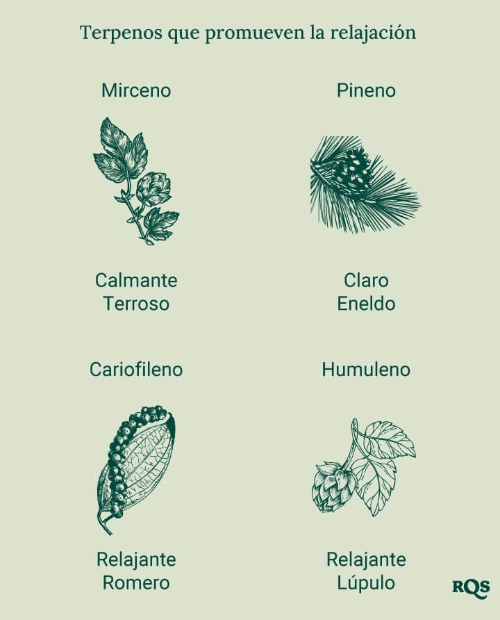 Un diagrama que muestra los terpenos relajantes, incluyendo Mirceno, Pineno, Cariofileno y Humuleno, listados alfabéticamente con imágenes de las plantas de origen, destacando sus efectos calmantes.