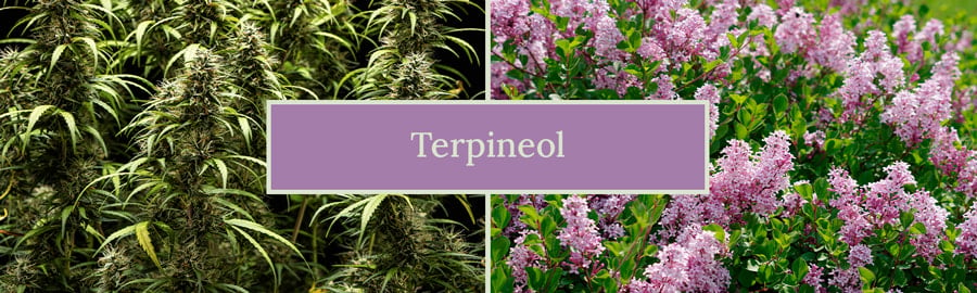 Terpineol Cannabis Terpene