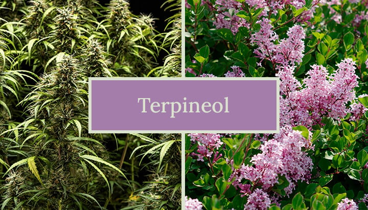 Terpineol Cannabis Terpene