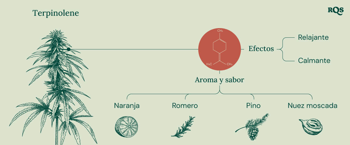 "Infografía de Terpinoleno: La estructura química, aroma, sabor y efectos del terpinoleno, un terpeno que se encuentra en el cannabis.  "