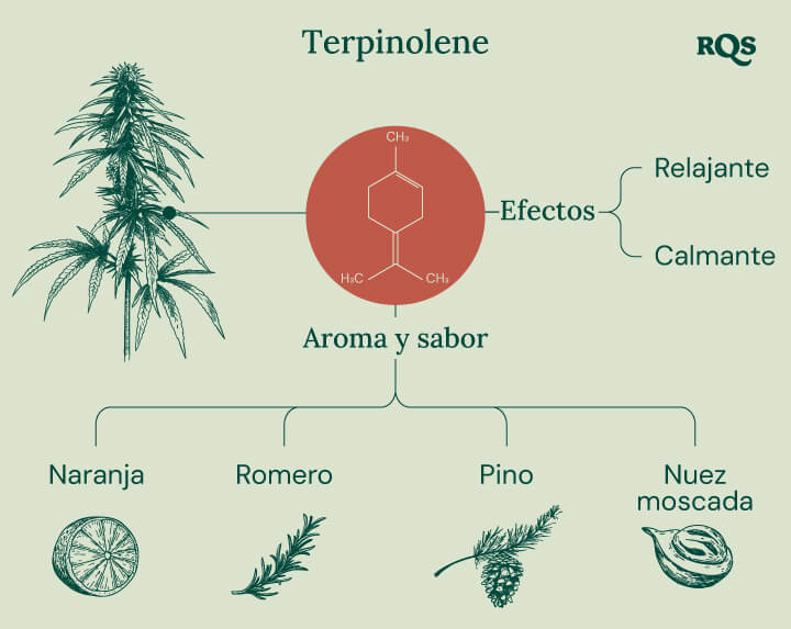 "Infografía de Terpinoleno: La estructura química, aroma, sabor y efectos del terpinoleno, un terpeno que se encuentra en el cannabis.  "