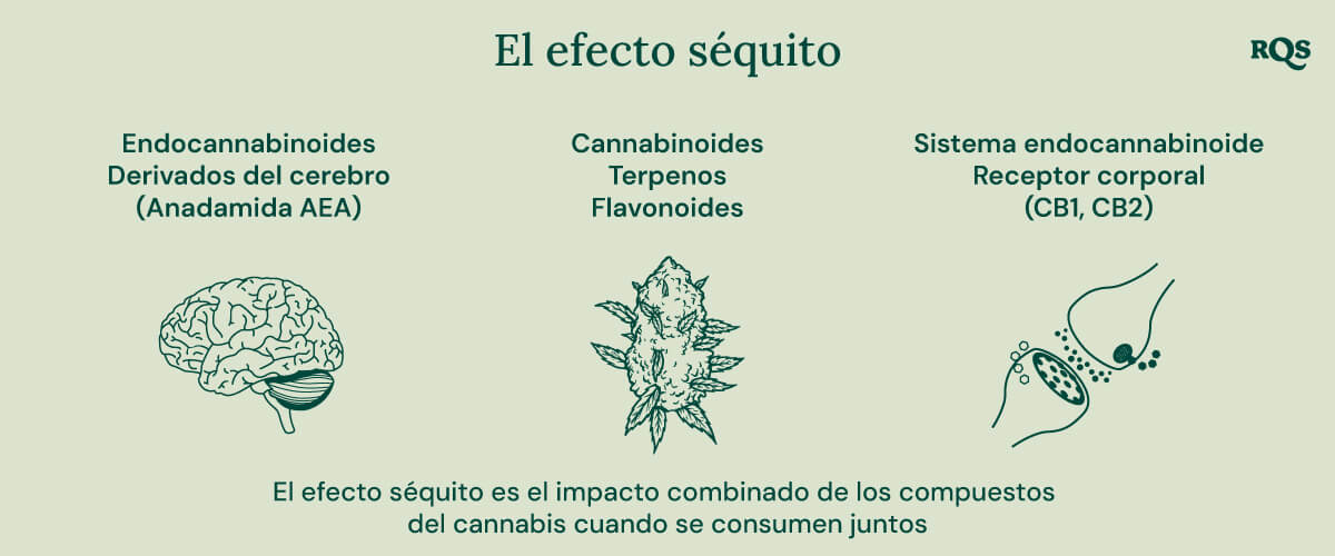 Un diagrama que ilustra el efecto séquito, mostrando cómo los cannabinoides, terpenos y flavonoides trabajan juntos para producir un efecto más potente y equilibrado que los compuestos individuales.