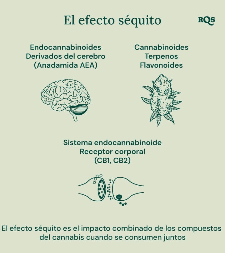 Infografía que describe cómo interactúan diferentes compuestos del cannabis en el cuerpo. Ilustra la relación entre los endocannabinoides, cannabinoides, terpenos, flavonoides y los receptores corporales del sistema endocannabinoide. El diagrama muestra un cerebro, un cogollo de cannabis y receptores celulares para representar cómo estos elementos funcionan en conjunto.