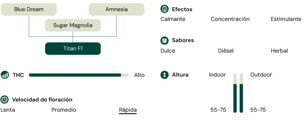 Diagrama de la variedad de cannabis Titan F1 que muestra las cepas parentales, efectos, perfil de sabor, nivel de THC, altura de la planta y velocidad de floración rápida.