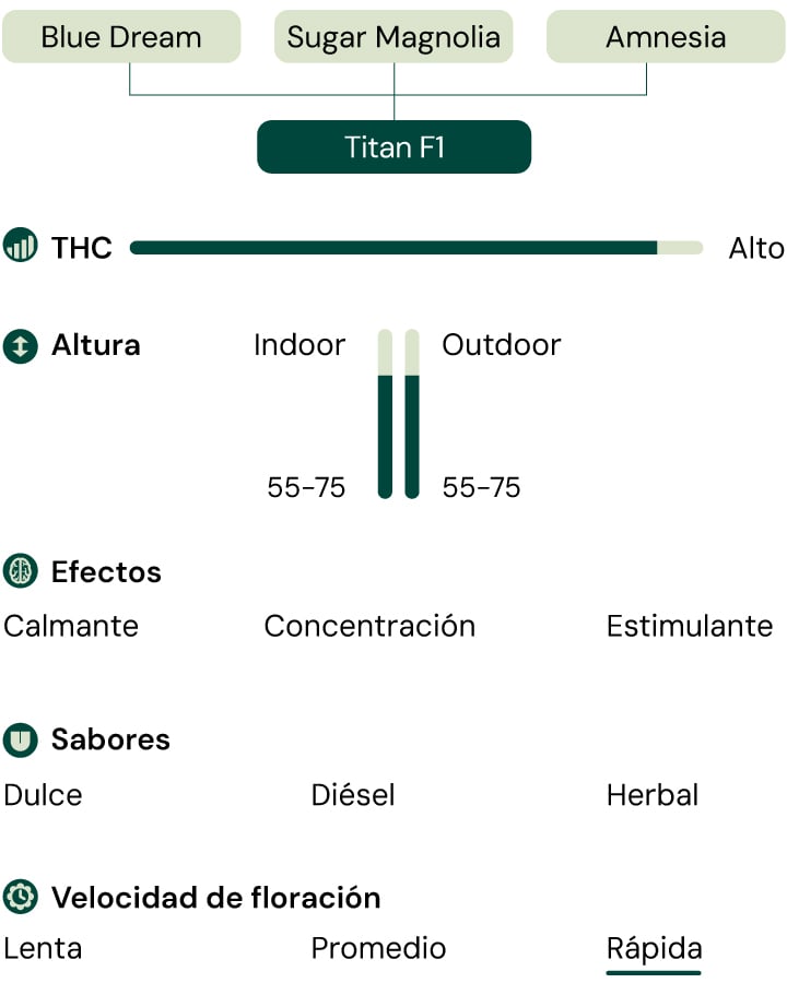 Diagrama de la variedad de cannabis Titan F1 que muestra las cepas parentales, efectos, perfil de sabor, nivel de THC, altura de la planta y velocidad de floración rápida.