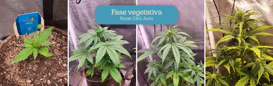 Fase vegetativa de la cepa de cannabis Royal CBG Auto. Las imágenes muestran plantas jóvenes con hojas verdes exuberantes, creciendo más altas y llenas a medida que avanzan en las etapas de desarrollo temprano.