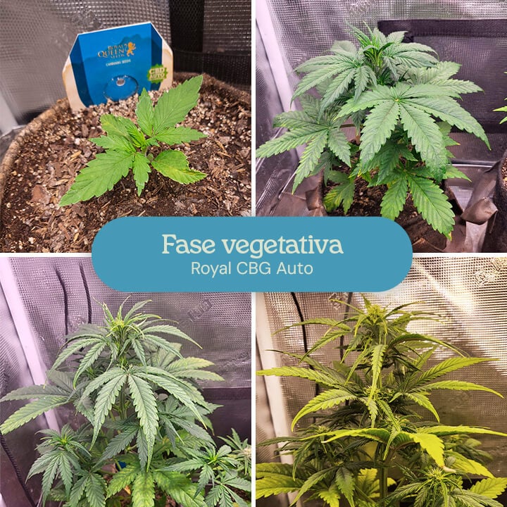 Fase vegetativa de la cepa de cannabis Royal CBG Auto. Las imágenes muestran plantas jóvenes con hojas verdes exuberantes, creciendo más altas y llenas a medida que avanzan en las etapas de desarrollo temprano.