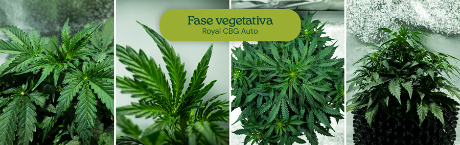 Crecimiento de plantas de cannabis durante la fase vegetativa: las plantas jóvenes con hojas y tallos saludables crecen de pequeñas plántulas a plantas más grandes y frondosas.