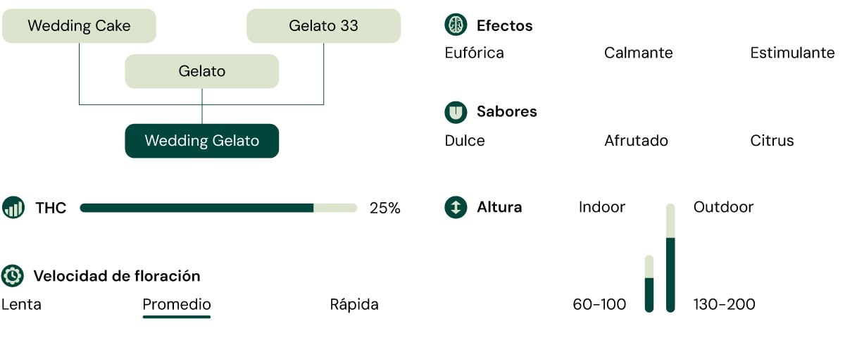 Infografía que ilustra las características de la variedad de cannabis Wedding Gelato, destacando su 60 % de indica y 25 % de contenido de THC, junto con descripciones de su aroma, perfil de sabor y efectos cerebrales y físicos equilibrados.