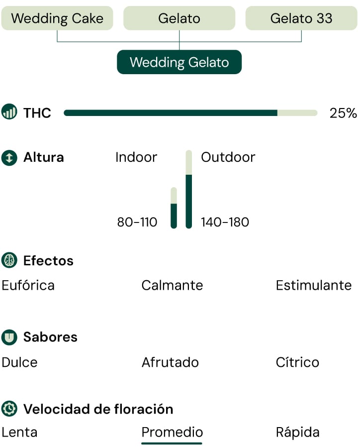 Infografía que ilustra las características de la variedad de cannabis Wedding Gelato, destacando su 60 % de indica y 25 % de contenido de THC, junto con descripciones de su aroma, perfil de sabor y efectos cerebrales y físicos equilibrados.