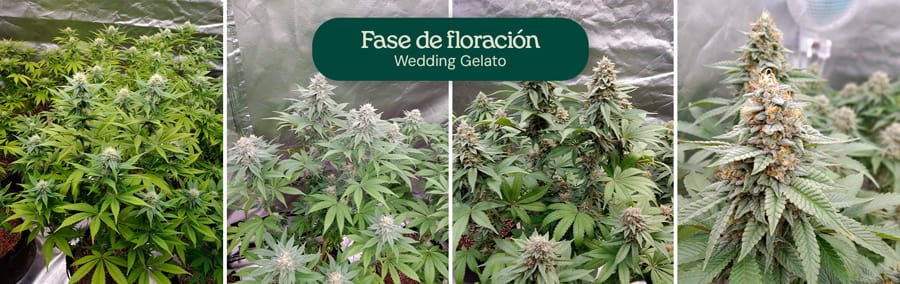 Imagen que muestra la fase de floración de las plantas de cannabis Wedding Gelato, destacando su considerable estiramiento, sus densos racimos de cogollos aromáticos y sus flores gruesas cubiertas de tricomas, listas para la cosecha después de 8-10 semanas en interiores.