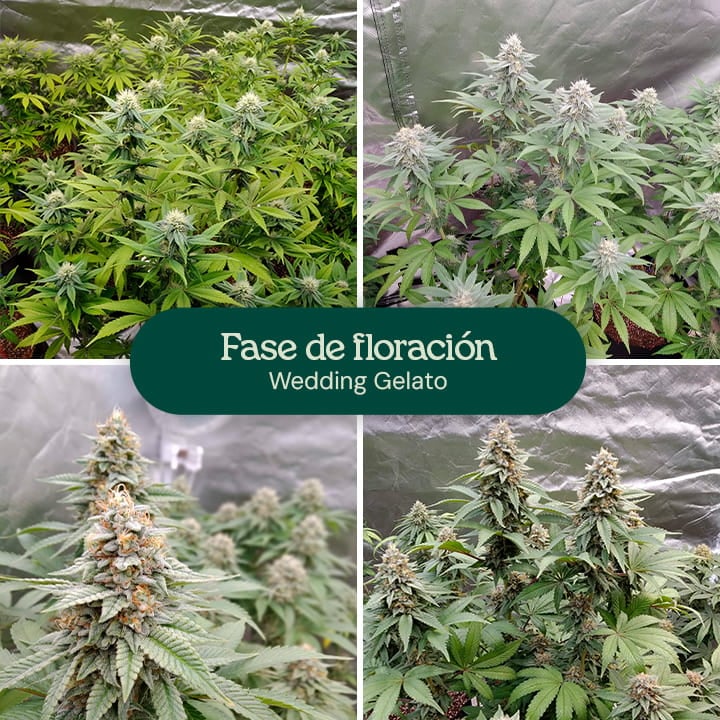 Imagen que muestra la fase de floración de las plantas de cannabis Wedding Gelato, destacando su considerable estiramiento, sus densos racimos de cogollos aromáticos y sus flores gruesas cubiertas de tricomas, listas para la cosecha después de 8-10 semanas en interiores.