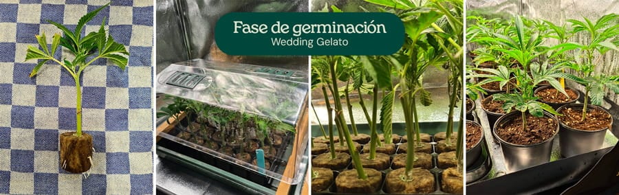 Imagen que muestra la fase de germinación de las semillas de cannabis Wedding Gelato, destacando las semillas frescas y las primeras etapas de crecimiento, adecuadas para cultivadores principiantes y experimentados.