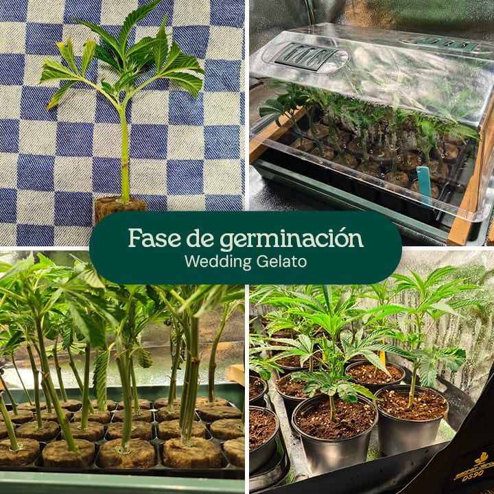 Imagen que muestra la fase de germinación de las semillas de cannabis Wedding Gelato, destacando las semillas frescas y las primeras etapas de crecimiento, adecuadas para cultivadores principiantes y experimentados.