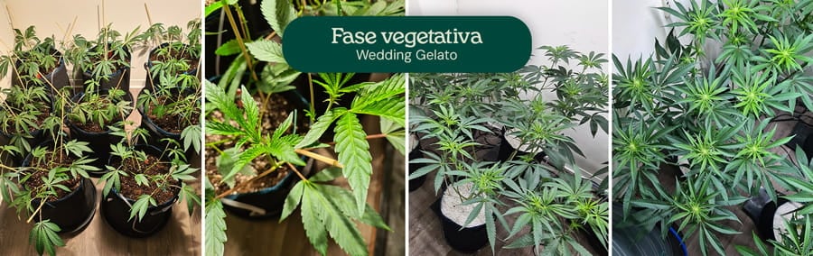 Imagen que muestra la fase vegetativa de las plantas de cannabis Wedding Gelato, destacando su estructura híbrida típica con hojas en forma de abanico de tamaño moderado y un tallo central fuerte, adecuada para cultivadores novatos y experimentados.