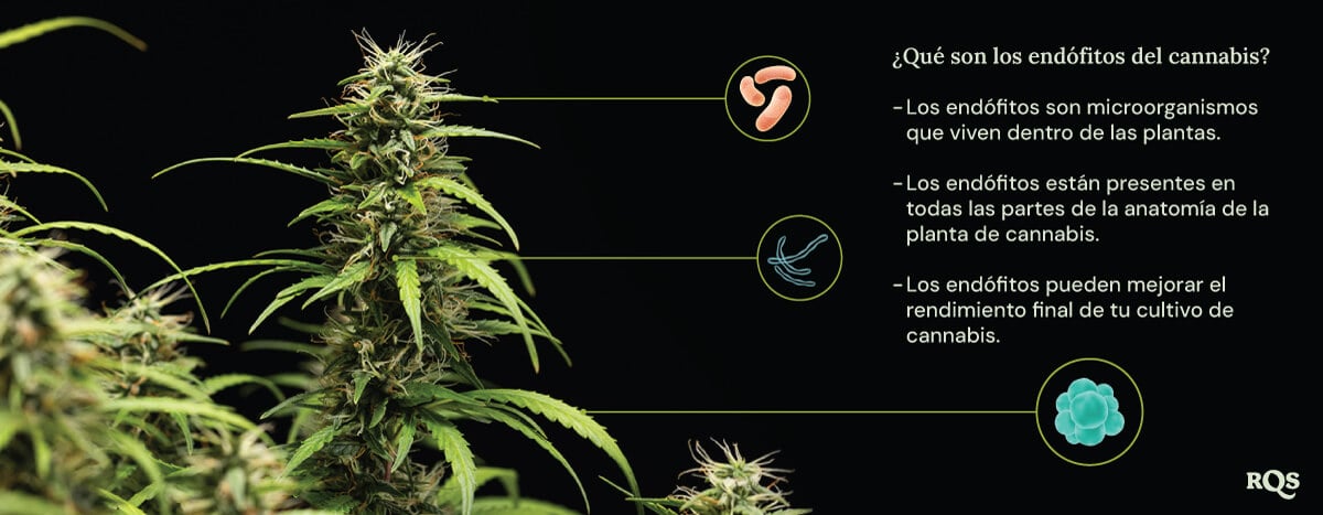 Un diagrama de una planta de marihuana rodeada por tres círculos que muestran los beneficios de los endófitos: viven dentro de las plantas, habitan todas las partes de la planta y aumentan el rendimiento del cannabis. Una lupa destaca los endófitos dentro de la planta.