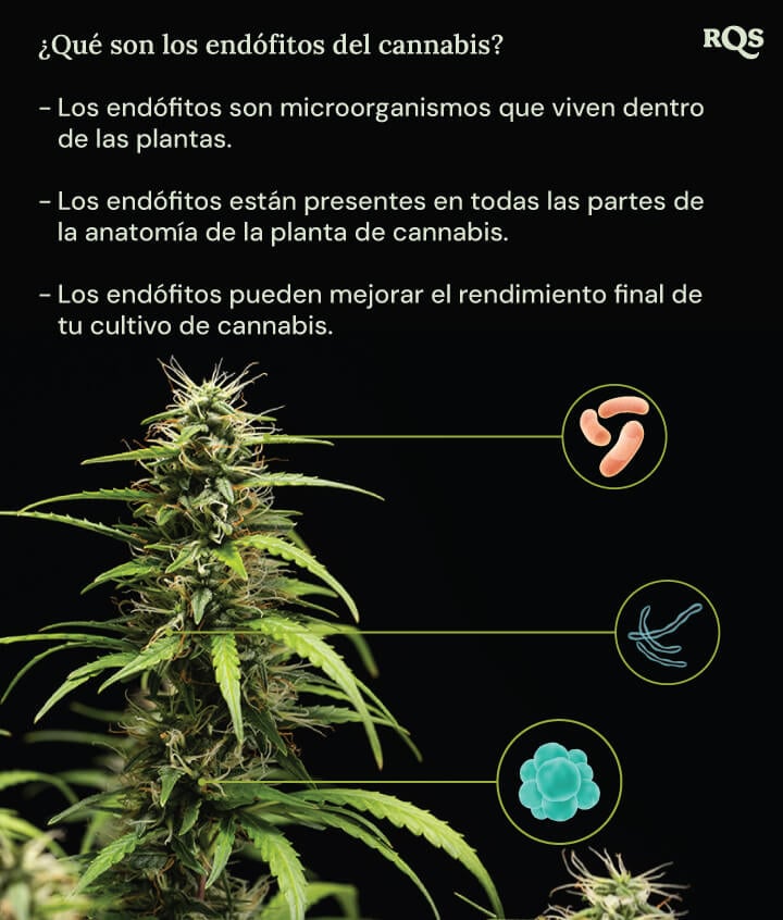 Un diagrama de una planta de marihuana rodeada por tres círculos que muestran los beneficios de los endófitos: viven dentro de las plantas, habitan todas las partes de la planta y aumentan el rendimiento del cannabis. Una lupa destaca los endófitos dentro de la planta.