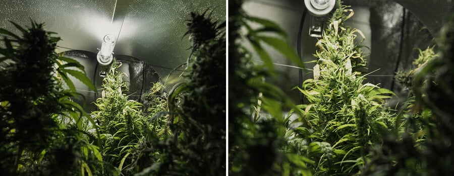 Dos imágenes de una sala de cultivo de cannabis, con plantas de hojas verdes y cogollos, iluminadas por luz brillante en un espacio pequeño y cerrado.