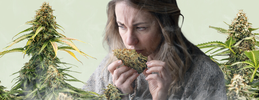 Una mujer huele un cogollo de cannabis, rodeada de dos plantas con cogollos densos, todo sobre un fondo verde pastel. Un ligero vapor asciende desde la parte inferior de la imagen, ilustrando sutilmente el concepto de 