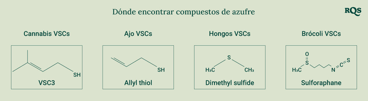 Diagrama que muestra las estructuras químicas de los compuestos de azufre encontrados en el cannabis, ajo, setas y brócoli para una mejor comprensión de sus propiedades únicas.