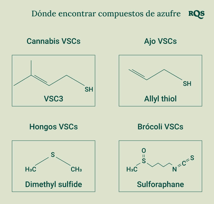 Diagrama que muestra las estructuras químicas de los compuestos de azufre encontrados en el cannabis, ajo, setas y brócoli para una mejor comprensión de sus propiedades únicas.