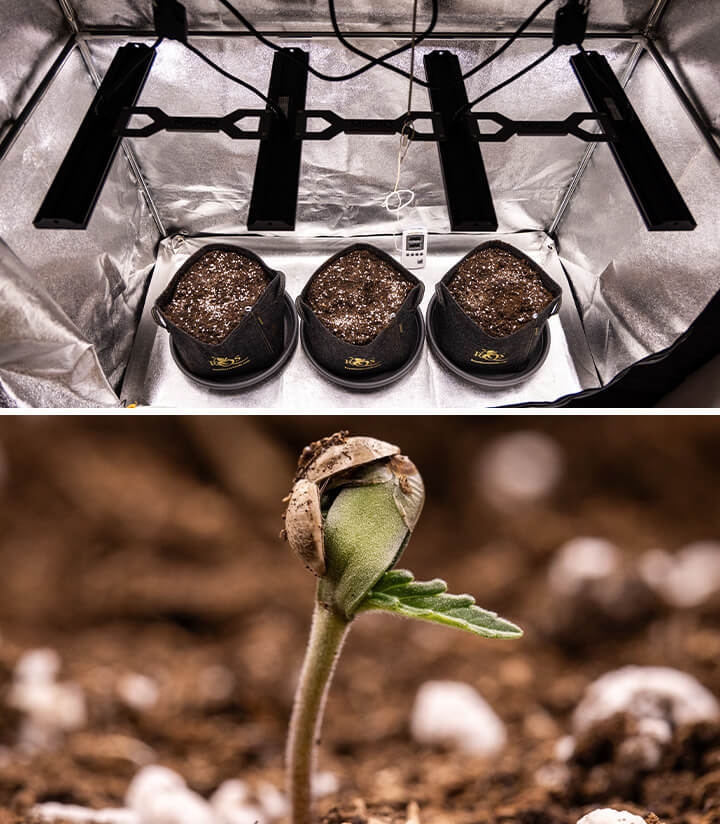 Dos imágenes de plantas de cannabis: la primera muestra una planta madura con grandes cogollos creciendo bajo luces LED, mientras que la segunda muestra una pequeña plántula de cannabis en sus primeras etapas de crecimiento.