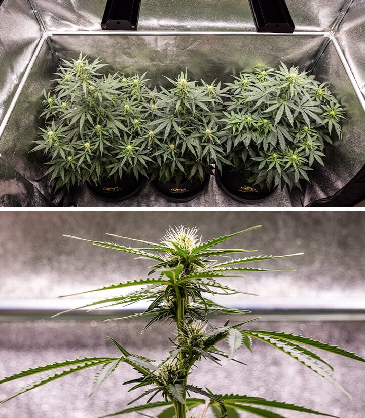 Primer plano de una planta de cannabis saludable mostrando desarrollo temprano de cogollos con pequeños racimos de flores. La planta es verde, vibrante y tiene varias hojas visibles, lo que indica un crecimiento saludable.