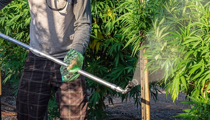 Trabajador rociando plantas de cannabis en un cultivo al aire libre, aplicando nutrientes o PGR con equipo de protección.