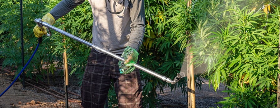 Trabajador rociando plantas de cannabis en un cultivo al aire libre, aplicando nutrientes o PGR con equipo de protección.