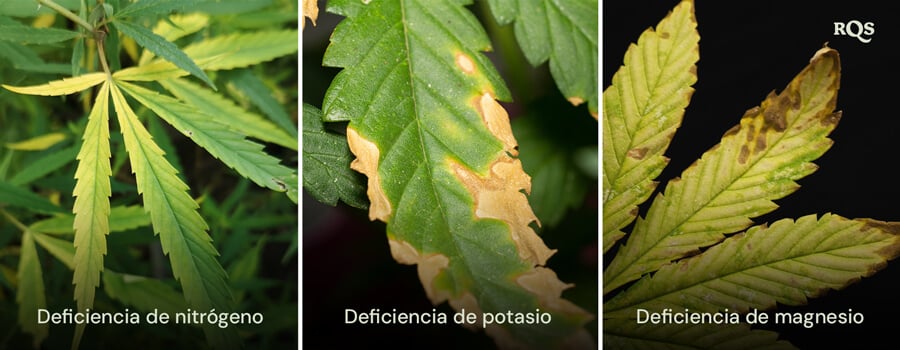 Hojas de cannabis afectadas por deficiencias de nitrógeno, potasio y magnesio, con patrones distintivos de amarillamiento y oscurecimiento. Relacionado con el amarillamiento de la planta de cannabis de abajo hacia arriba y las puntas amarillas en las hojas de cannabis.