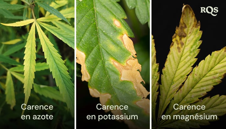 Hojas de cannabis afectadas por deficiencias de nitrógeno, potasio y magnesio, con patrones distintivos de amarillamiento y oscurecimiento. Relacionado con el amarillamiento de la planta de cannabis de abajo hacia arriba y las puntas amarillas en las hojas de cannabis.