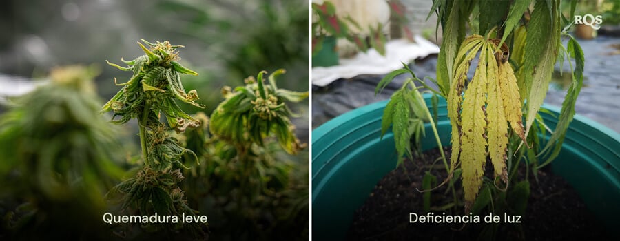 Comparación de hojas de cannabis que muestran daños por quemaduras de luz y deficiencia de luz, con decoloración amarilla y marrón. Relacionado con hojas de cannabis amarillas y hojas de marihuana amarillas por estrés lumínico.