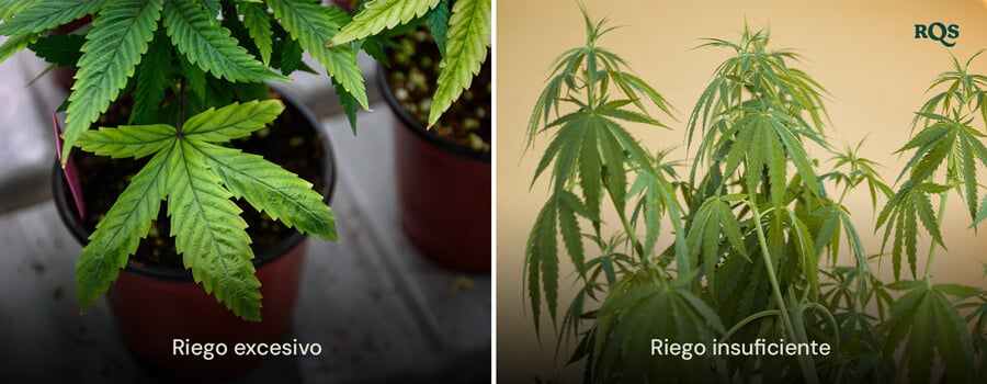 Plantas de cannabis que muestran síntomas de exceso de riego con hojas hinchadas y amarillas y falta de riego con hojas secas y amarillentas. Destaca las hojas amarillas de cannabis debido a problemas de riego.