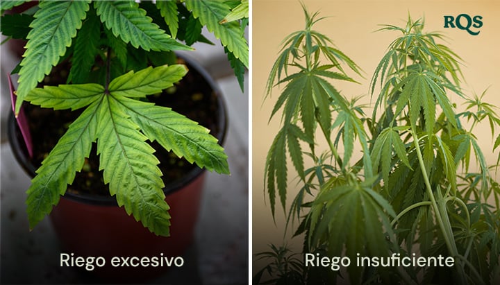 Plantas de cannabis que muestran síntomas de exceso de riego con hojas hinchadas y amarillas y falta de riego con hojas secas y amarillentas. Destaca las hojas amarillas de cannabis debido a problemas de riego.