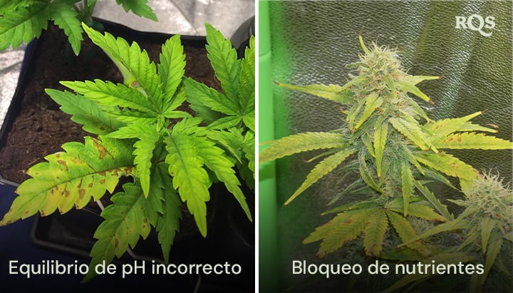 Comparación lado a lado de plantas de cannabis afectadas por un desequilibrio de pH y bloqueo de nutrientes, con amarillamiento y oscurecimiento visible de las hojas. Relacionado con hojas de cannabis amarillas y deficiencias de nutrientes.