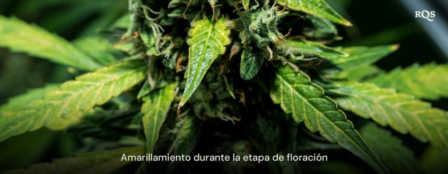 Primer plano de hojas de cannabis amarillentas durante la etapa de floración, mostrando signos de senescencia o deficiencia de nutrientes potencial. Relacionado con hojas de abanico que se vuelven amarillas durante la floración.