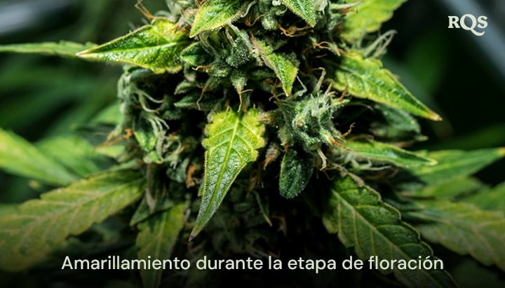 Primer plano de hojas de cannabis amarillentas durante la etapa de floración, mostrando signos de senescencia o deficiencia de nutrientes potencial. Relacionado con hojas de abanico que se vuelven amarillas durante la floración.