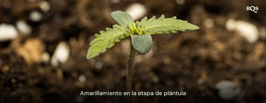 Plántula de cannabis con hojas amarillentas, que indica desequilibrios nutricionales tempranos o exceso de riego. Ejemplo de amarillamiento de plántulas de cannabis y hojas de abanico amarillas durante el crecimiento temprano.