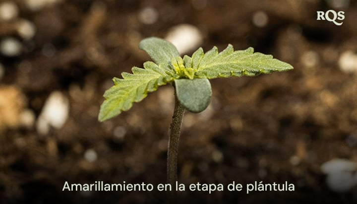 Plántula de cannabis con hojas amarillentas, que indica desequilibrios nutricionales tempranos o exceso de riego. Ejemplo de amarillamiento de plántulas de cannabis y hojas de abanico amarillas durante el crecimiento temprano.