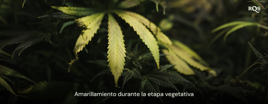 Hojas de cannabis que se vuelven amarillas durante la etapa vegetativa, destacando síntomas de deficiencias de nutrientes o problemas de riego. Relevante para hojas de abanico que se vuelven amarillas durante la etapa vegetativa.