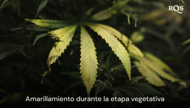 Hojas de cannabis que se vuelven amarillas durante la etapa vegetativa, destacando síntomas de deficiencias de nutrientes o problemas de riego. Relevante para hojas de abanico que se vuelven amarillas durante la etapa vegetativa.