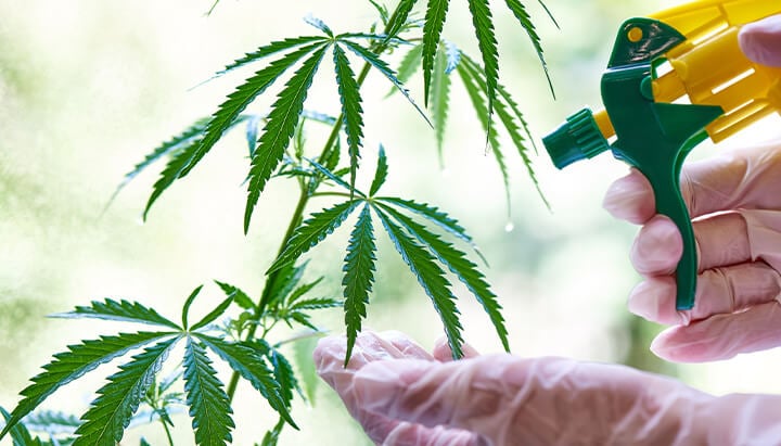 "Una persona con guantes rocía una planta de cannabis con un spray para nutrirla y mantener su salud.  "