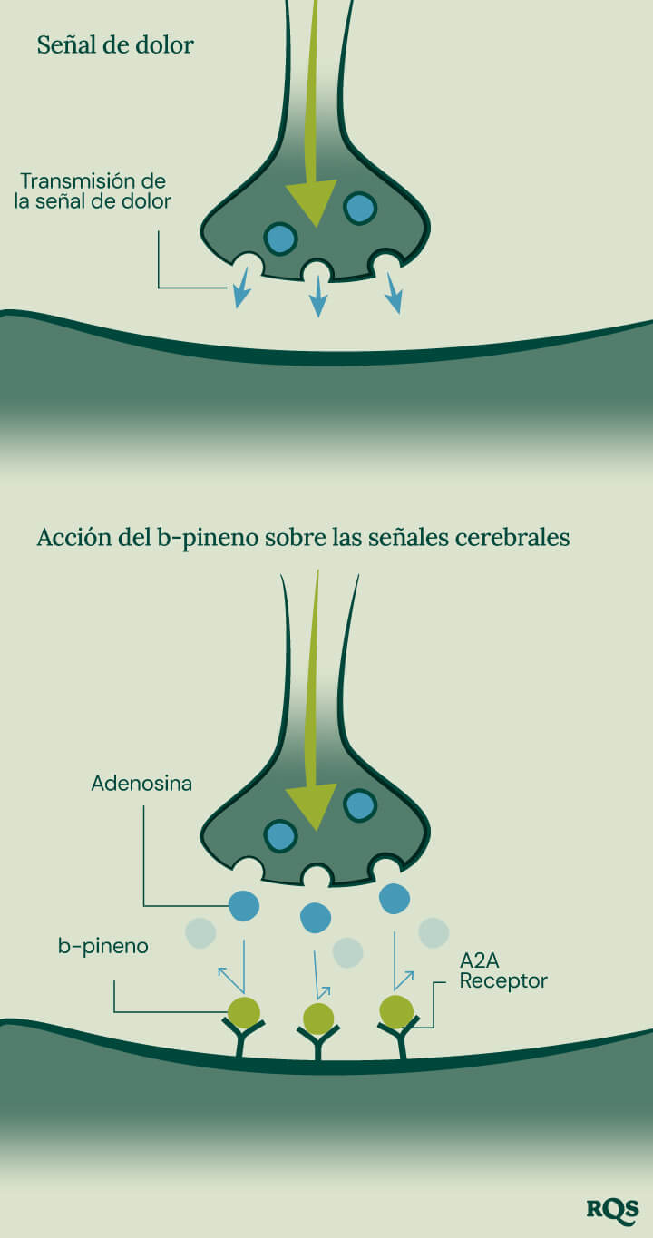 Pinene Pain Transmission