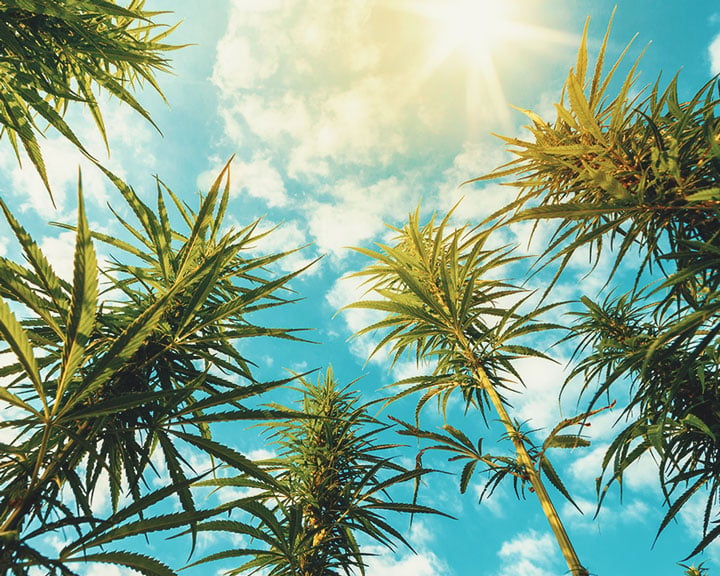 Cuánta luz necesitan las plantas de cannabis en exterior? - RQS Blog