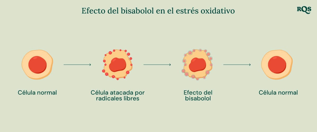 Infografía sobre el Efecto del Bisabolol en el Estrés Oxidativo, ilustrando el papel del bisabolol en la salud celular.