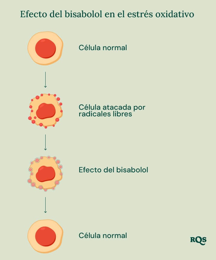 Infografía sobre el Efecto del Bisabolol en el Estrés Oxidativo, ilustrando el papel del bisabolol en la salud celular.