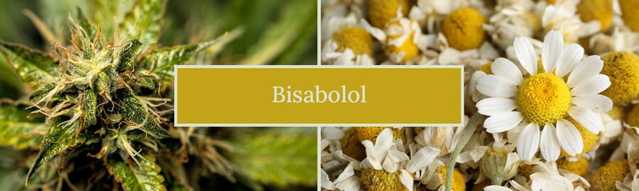 Imagen comparando las flores de cannabis y manzanilla, etiquetada "Bisabolol", destacando la presencia de bisabolol en ambas plantas.