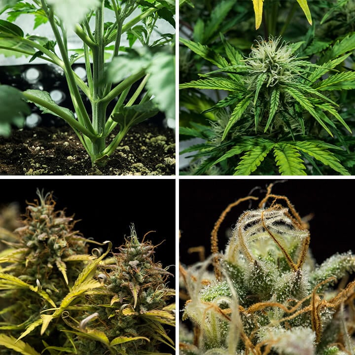 Collage de la variedad de cannabis Blue Cheese Auto de Royal Queen Seeds. Esta autofloreciente compacta ofrece sabores salados de pimienta, tierra y queso, alcanzando hasta 70 cm y rindiendo 375 g/m² en 10–11 semanas.